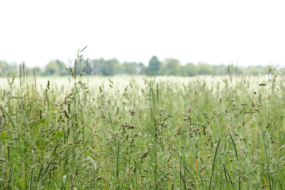 Field 1, par Xavier E. G. Dierick